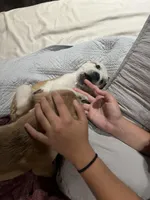 Freckles, a female American Pit Bull Terrier for sale in Arlington, TX – Photo 4 of 6