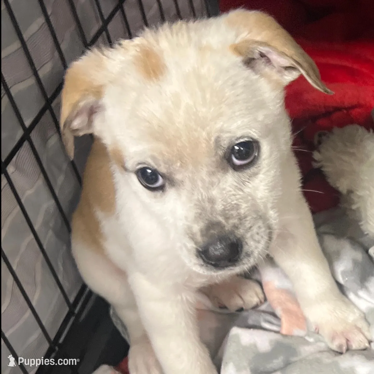 Freckles, a female American Pit Bull Terrier for sale in Arlington, TX – Photo 3 of 6