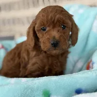 King James, a male Poodle - Miniature  for sale in Moline, IL – 1 of 1