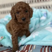 King Charles, a male Poodle - Miniature  for sale in Moline, IL – 1 of 1