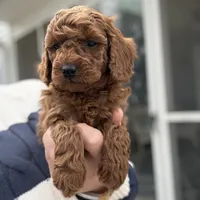 King Thomas, a male Poodle - Miniature  for sale in Moline, IL – 1 of 1