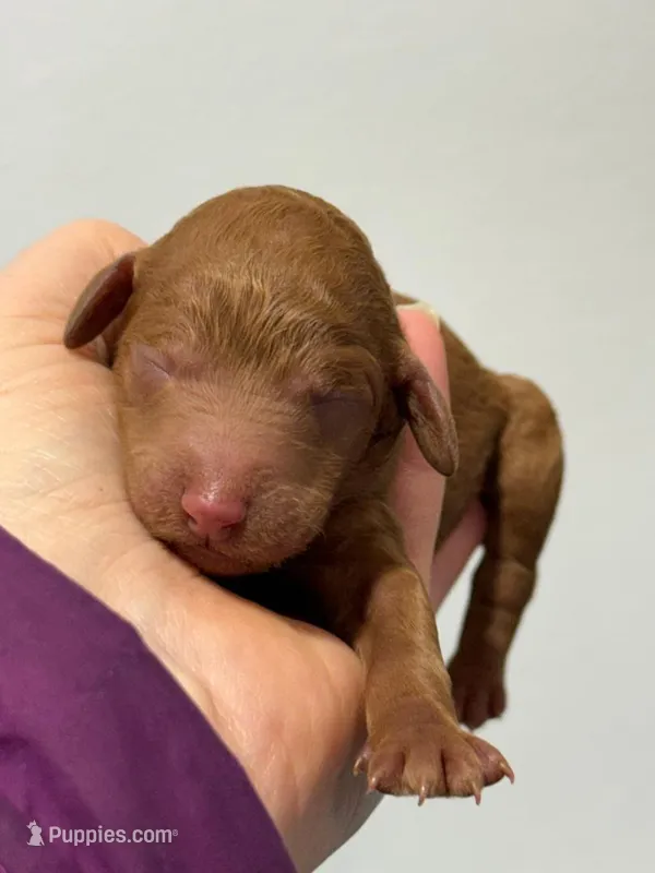 Leiya – Poodle - Miniature  puppy for sale in Moline, IL