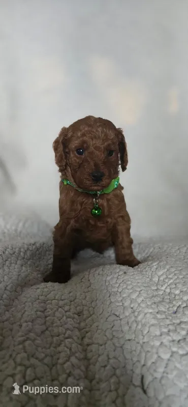 Danna – Poodle - Miniature  puppy for sale in Moline, IL