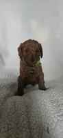 Danna, a female Poodle - Miniature  for sale in Moline, IL – 1 of 1