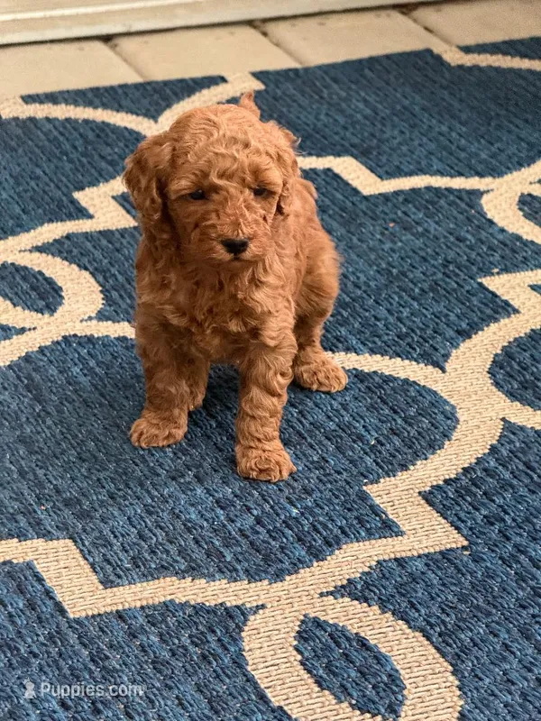 Lonni, a female Poodle - Miniature  for sale in Moline, IL – 1 of 1