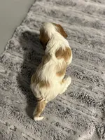 AKC Rosa, a female Cavalier King Charles Spaniel for sale in Saint Louis, MO – 3 of 3