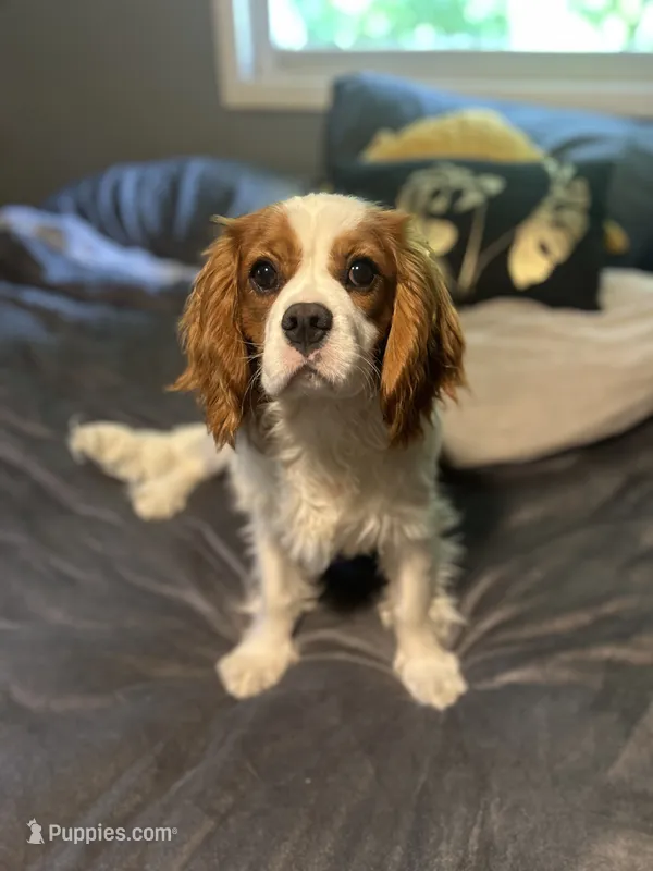 AKC Squishy – Cavalier King Charles Spaniel puppy for sale in Saint Louis, MO