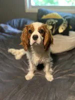 AKC Squishy, a male Cavalier King Charles Spaniel for sale in Saint Louis, MO – 1 of 4