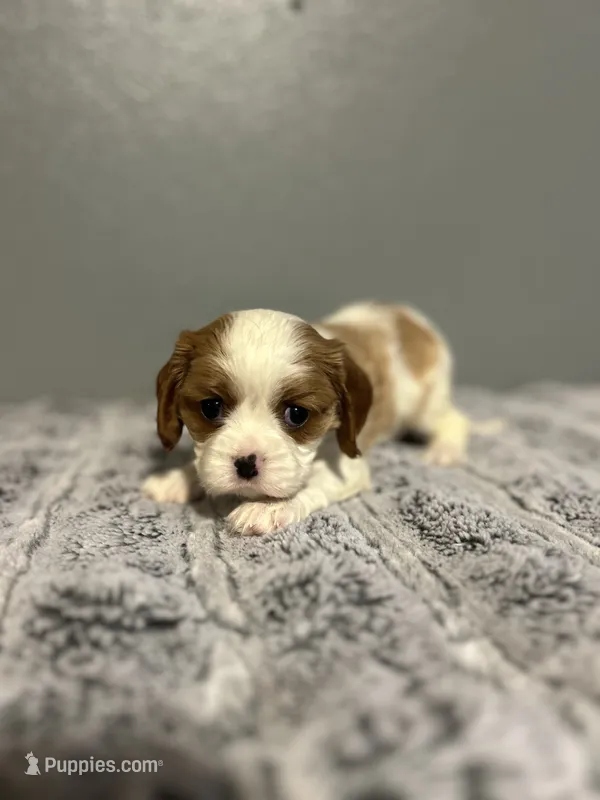 AKC Rosa – Cavalier King Charles Spaniel puppy for sale in Saint Louis, MO