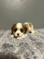 AKC Rosa, a female Cavalier King Charles Spaniel for sale in Saint Louis, MO – 1 of 3
