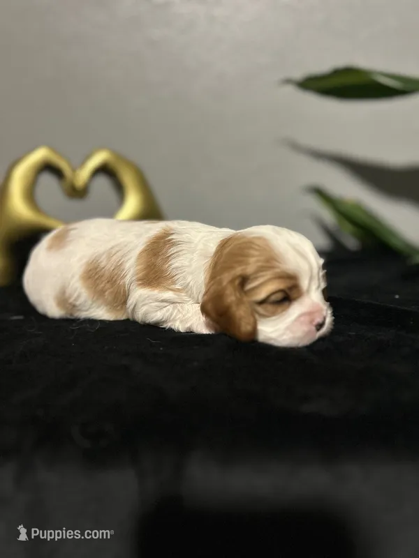 AKC Sophia – Cavalier King Charles Spaniel puppy for sale in Saint Louis, MO
