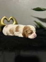 AKC Sophia, a female Cavalier King Charles Spaniel for sale in Saint Louis, MO – 1 of 4