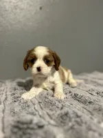 AKC Rosa, a female Cavalier King Charles Spaniel for sale in Saint Louis, MO – 2 of 3