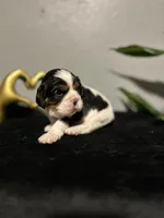 AKC Maria, a female Cavalier King Charles Spaniel for sale in Saint Louis, MO – 2 of 3