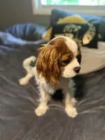 AKC Squishy, a male Cavalier King Charles Spaniel for sale in Saint Louis, MO – 2 of 4