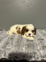 AKC Pablo, a male Cavalier King Charles Spaniel for sale in Saint Louis, MO – 2 of 3