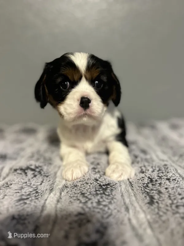 AKC Maria – Cavalier King Charles Spaniel puppy for sale in Saint Louis, MO