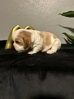AKC Sophia, a female Cavalier King Charles Spaniel for sale in Saint Louis, MO – 3 of 4