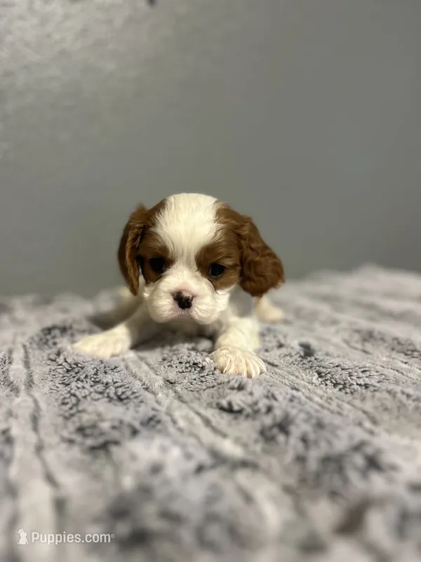 AKC Sophia – Cavalier King Charles Spaniel puppy for sale in Saint Louis, MO