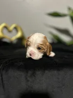 AKC Sophia, a female Cavalier King Charles Spaniel for sale in Saint Louis, MO – 2 of 4
