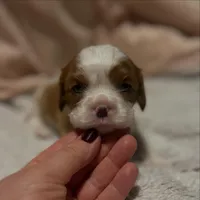 processed/2796e522-7cb4-477d-b138-ca574bffed77/listing/a0352c41-6f9a-4460-9f7f-1f71898bb207/057e7443-7f31-475f-8446-588bdc4a65e2