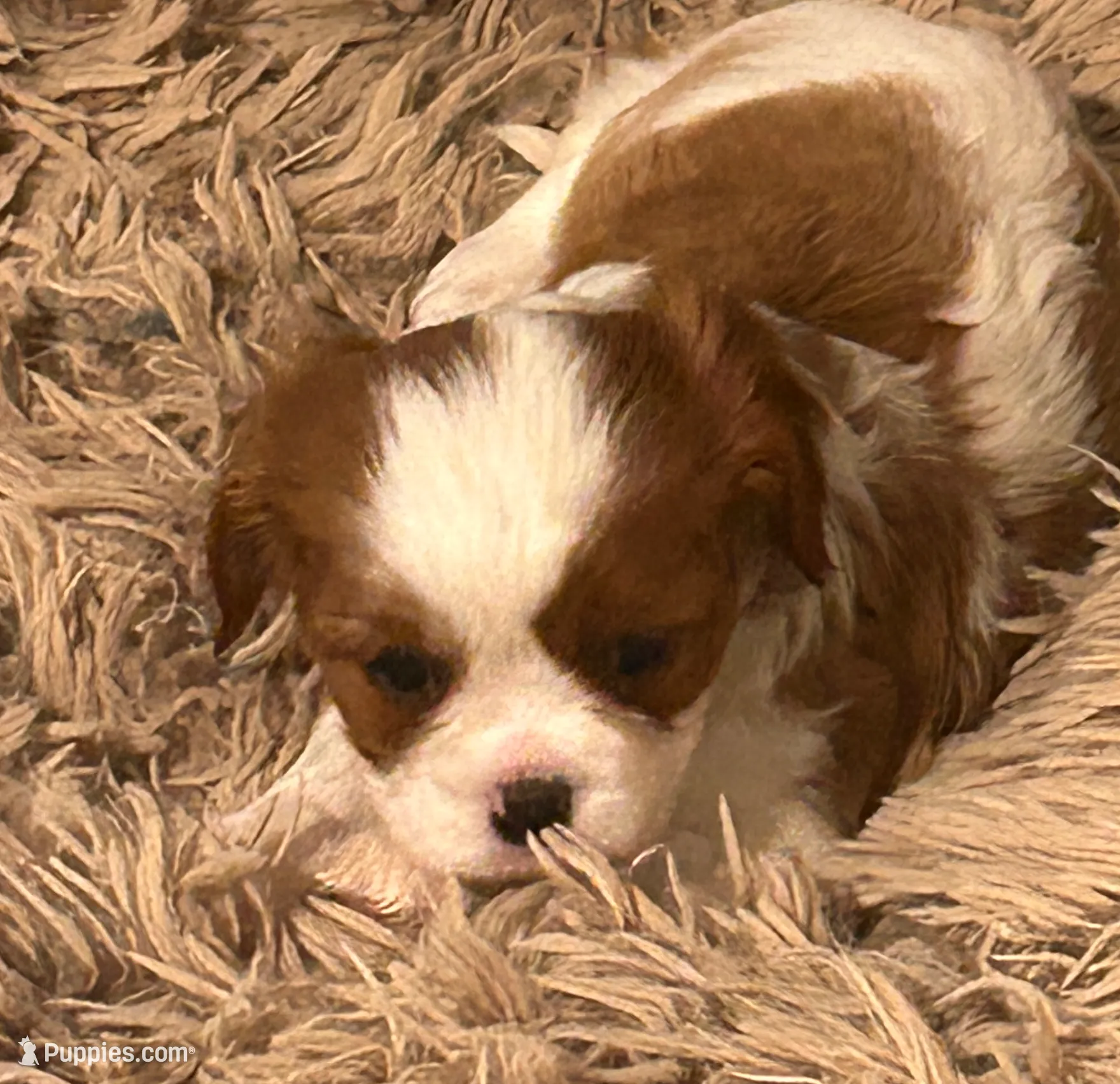 processed/2796e522-7cb4-477d-b138-ca574bffed77/listing/a0352c41-6f9a-4460-9f7f-1f71898bb207/a81545f3-40c5-49f0-a77d-95fb74d3003c