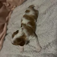 processed/2796e522-7cb4-477d-b138-ca574bffed77/listing/a0352c41-6f9a-4460-9f7f-1f71898bb207/c449bd7a-f554-4555-bf27-ec90e955e5e4