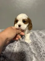 AKC Pablo, a male Cavalier King Charles Spaniel for sale in Saint Louis, MO – 3 of 3