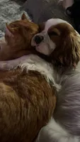 AKC Squishy, a male Cavalier King Charles Spaniel for sale in Saint Louis, MO – 4 of 4