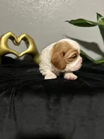 AKC Sophia, a female Cavalier King Charles Spaniel for sale in Saint Louis, MO – 4 of 4
