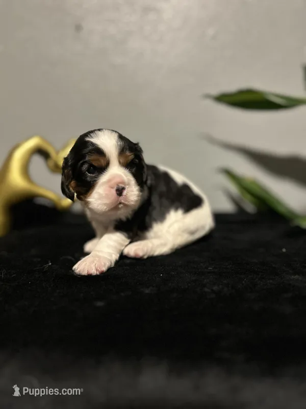 AKC Maria – Cavalier King Charles Spaniel puppy for sale in Saint Louis, MO