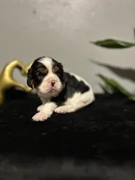 AKC Maria, a female Cavalier King Charles Spaniel for sale in Saint Louis, MO – 1 of 3