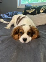 AKC Squishy, a male Cavalier King Charles Spaniel for sale in Saint Louis, MO – 3 of 4