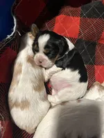 AKC Maria, a female Cavalier King Charles Spaniel for sale in Saint Louis, MO – 3 of 3
