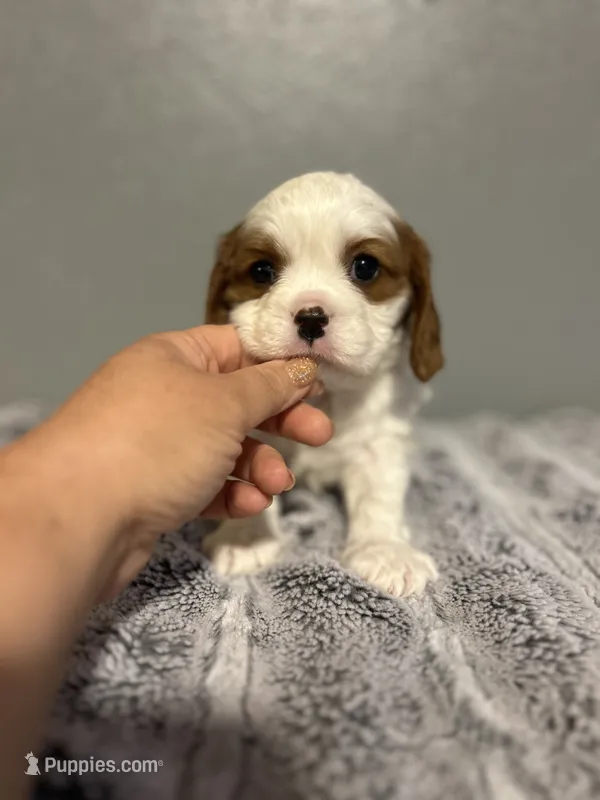 AKC Pablo – Cavalier King Charles Spaniel puppy for sale in Saint Louis, MO