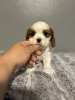 AKC Pablo, a male Cavalier King Charles Spaniel for sale in Saint Louis, MO – 1 of 3