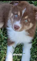 Stevie, a female Miniature Australian Shepherd for sale in Wills Point, TX – 4 of 8