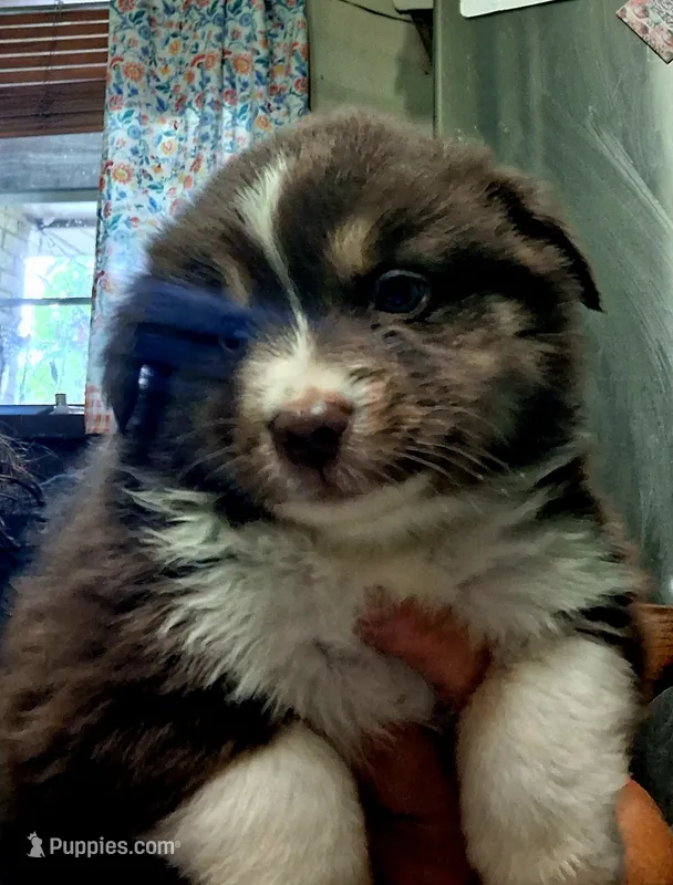 Janis – Miniature Australian Shepherd puppy for sale in Tyler, TX