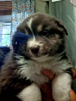 Janis, a female Miniature Australian Shepherd for sale in Tyler, TX – 3 of 5