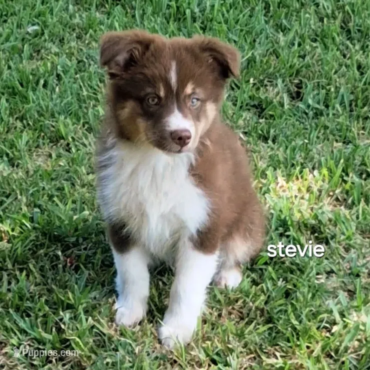Stevie – Miniature Australian Shepherd puppy for sale in Wills Point, TX