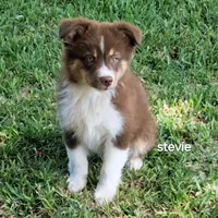 Stevie, a female Miniature Australian Shepherd for sale in Wills Point, TX – 1 of 8