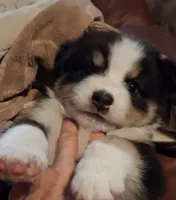 Squiggy, a male Miniature Australian Shepherd for sale in Wills Point, TX – 4 of 7