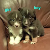 Janis, a female Miniature Australian Shepherd for sale in Tyler, TX – 5 of 5