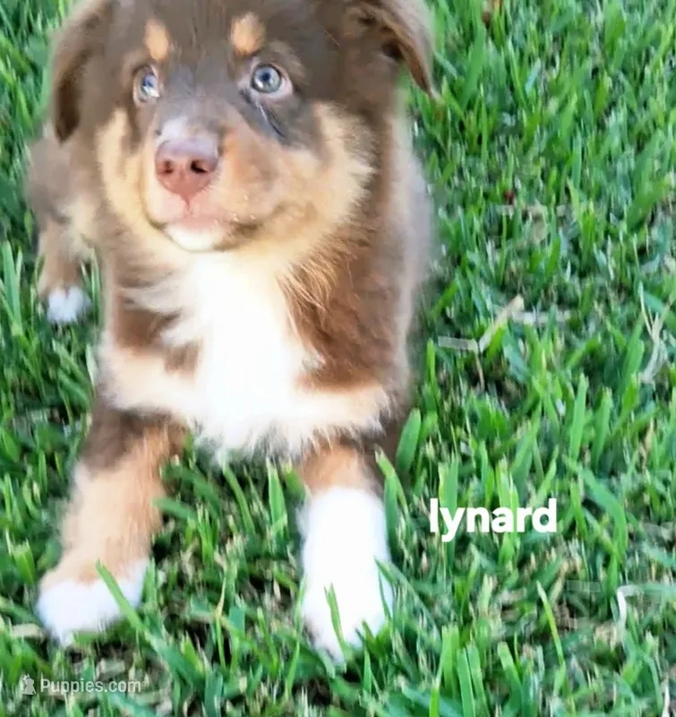 Lynard – Miniature Australian Shepherd puppy for sale in Wills Point, TX