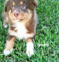 Lynard, a male Miniature Australian Shepherd for sale in Wills Point, TX – 1 of 6