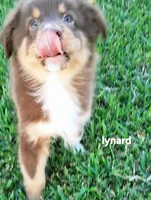 Lynard, a male Miniature Australian Shepherd for sale in Wills Point, TX – 3 of 6