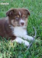 Stevie, a female Miniature Australian Shepherd for sale in Wills Point, TX – 2 of 8