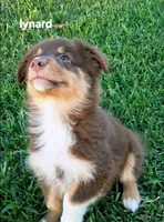 Lynard, a male Miniature Australian Shepherd for sale in Wills Point, TX – 2 of 6