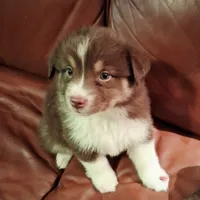 Janis, a female Miniature Australian Shepherd for sale in Tyler, TX – 4 of 5