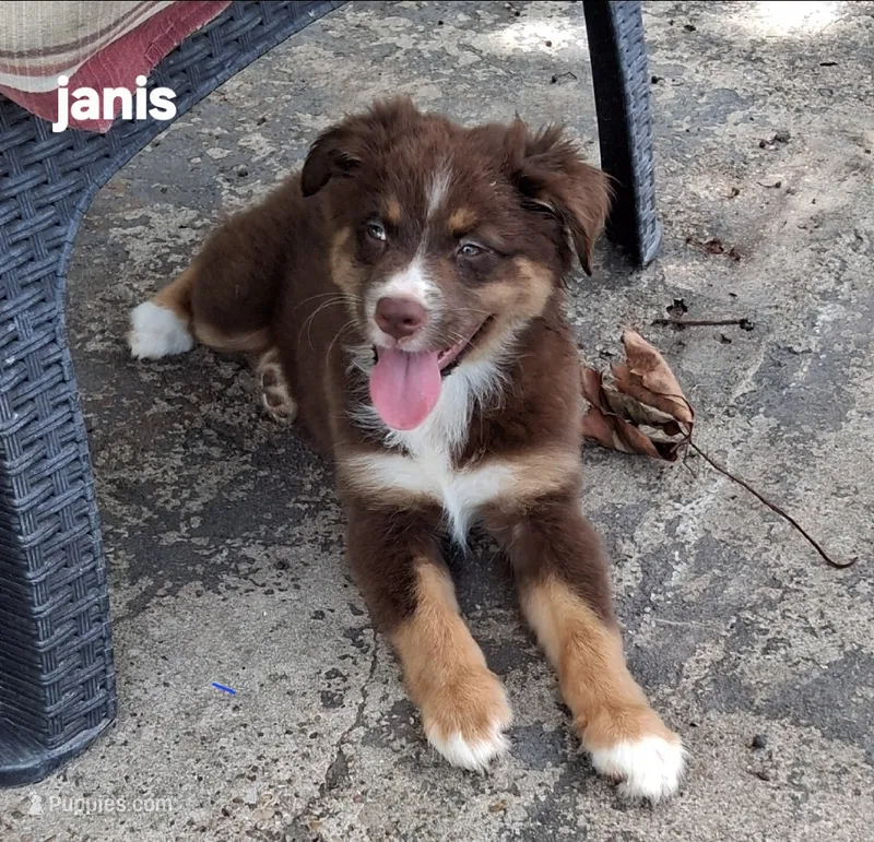 Janis – Miniature Australian Shepherd puppy for sale in Wills Point, TX